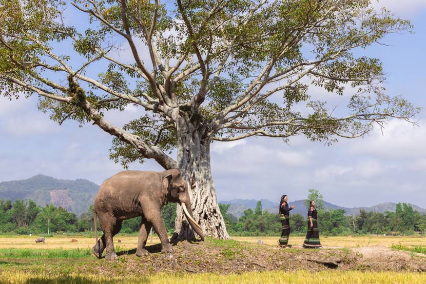 Chú voi Y Khăm Sen rất nổi tiếng ở khu vực Hồ Lắk