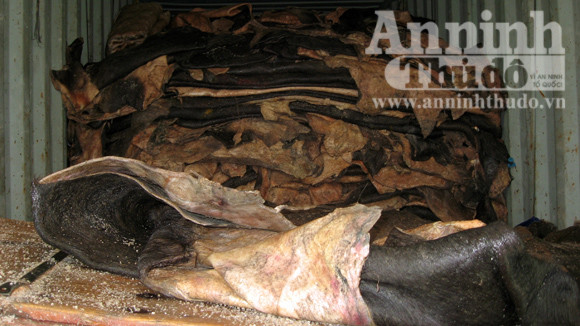 Da động vật được vận chuyển bằng xe kéo Mỗi tháng, cơ sở nhập 50 tấn da trâu bò