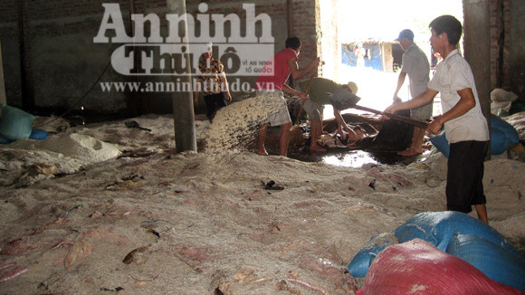 Muối rải trắng các "núi" da trâu bò