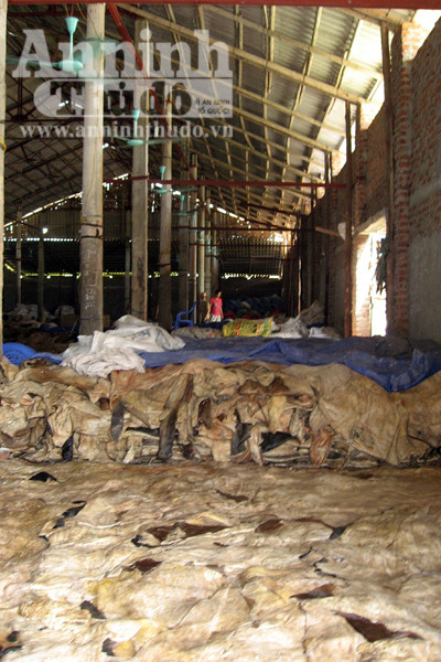 Ở đâu ruồi nhặng cũng bu đầy Da trâu bò hôi thối, chuyển màu theo thời gian