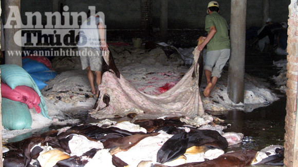 Sau khi tẩy rửa, da trâu bò được kéo sang khu ướp muối