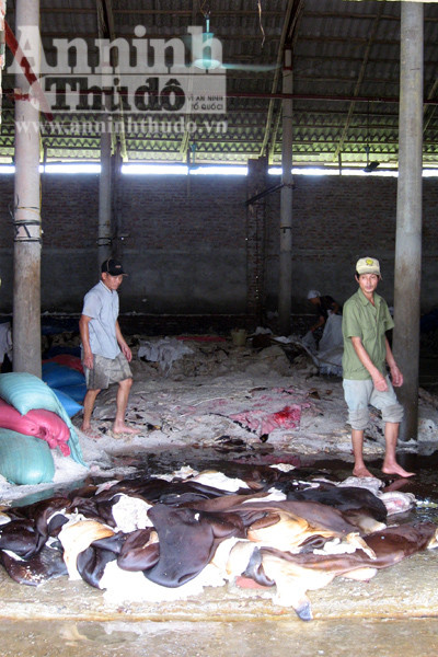 Ở đâu ruồi nhặng cũng bu đầy Da trâu bò hôi thối, chuyển màu theo thời gian