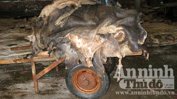 Da động vật được vận chuyển bằng xe kéo Mỗi tháng, cơ sở nhập 50 tấn da trâu bò