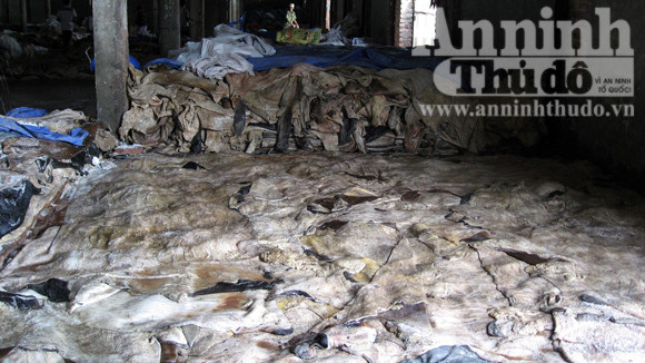 Sơ chế da trâu bò phát sinh nhiều nước thải hôi thối, không được xử lý đúng quy trình