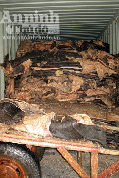 Một xe container đang nhập hàng Da trâu, bò chất đống container