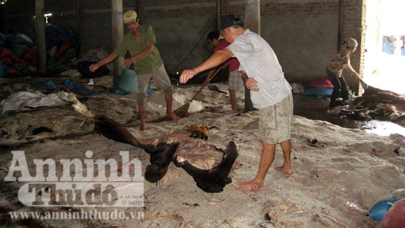 Công nhân ướp muối lên da trâu bò