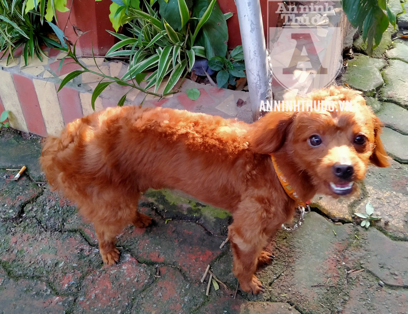 Bằng cách mang theo chó cảnh, đối tượng đã liên tục quanh co, tìm cách né tránh việc kiểm tra với lý do "đang đưa chó đi khám bệnh gấp" Bằng cách mang theo chó cảnh, đối tượng đã liên tục quanh co, tìm cách né tránh việc kiểm tra với lý do "đang đưa chó đi khám bệnh gấp"