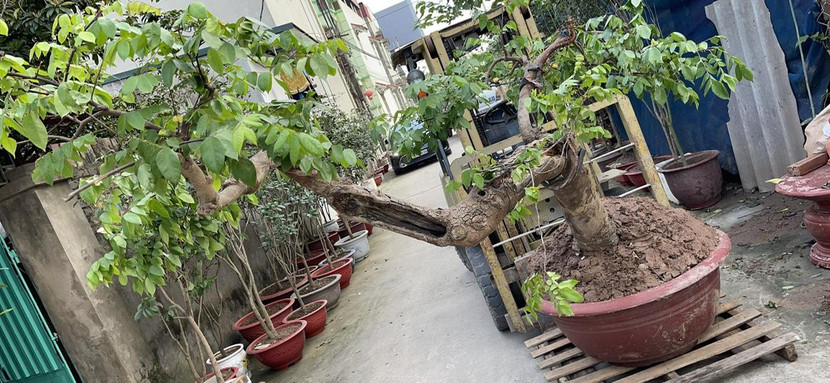 Tang vật vụ trộm