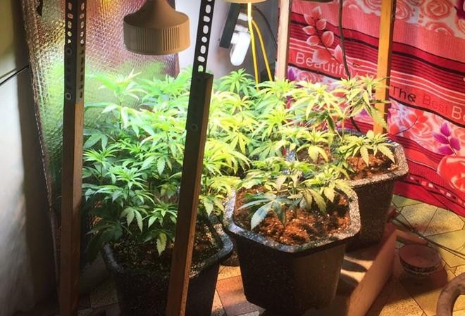 5 cây cần sa được phát hiện đạt chiều cao từ 20 đến 46 cm