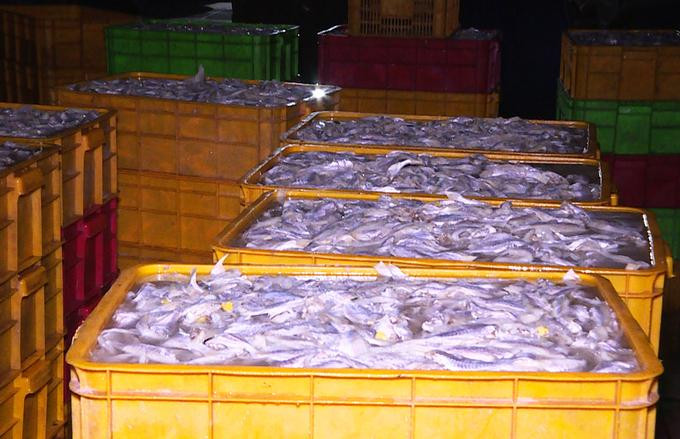 Số cá vừa được ngâm hóa chất Hydrogen peroxide interox ST50 Số cá vừa được ngâm hóa chất Hydrogen peroxide interox ST50