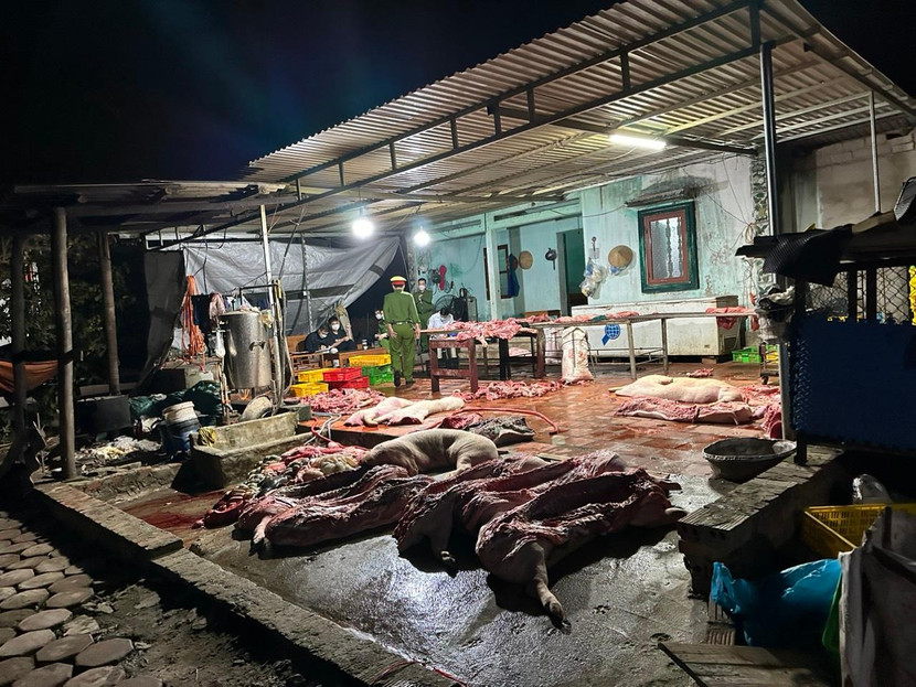 Số lợn đã chết, nhưng cơ sở này vẫn thu mua để định tiêu thụ ra thị trường