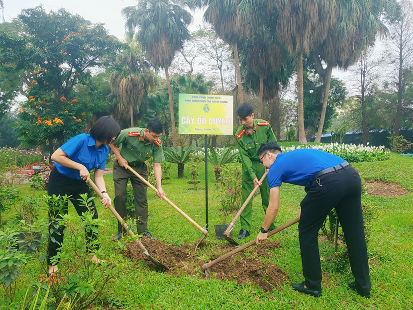 50 cây Đỗ Quyên được trồng trong công viên Thống Nhất