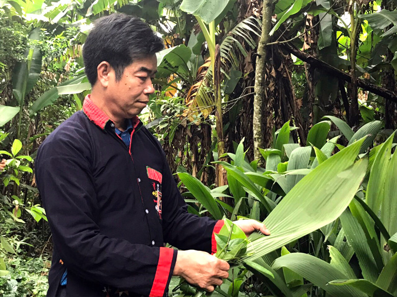 Ông Lý Văn Phủ ngoài vườn thuốc của gia đình