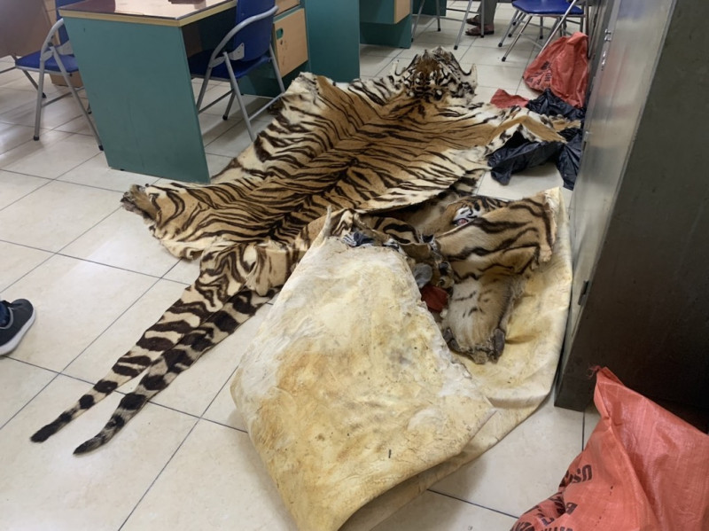 Số da và đầu hổ trên xe taxi