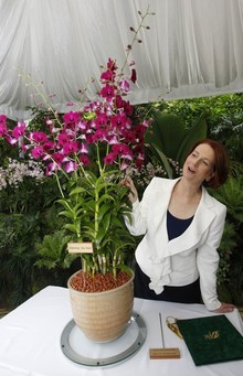 Loài hoa lan mới của Singapore mang tên Thủ tướng Australia ảnh 1