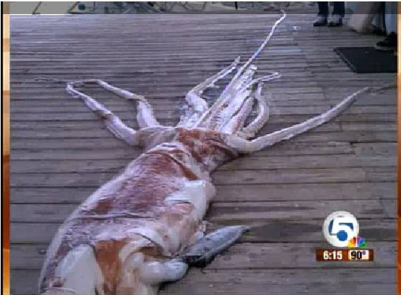 Ngư dân bắt được mực ống dài 7m ảnh 1 Ngư dân bắt được mực ống dài 7m ảnh 1