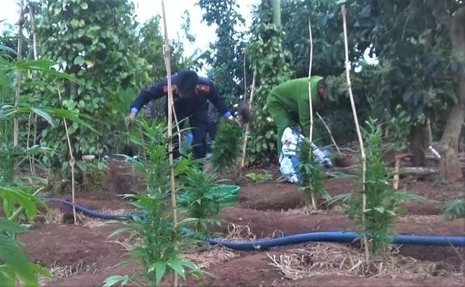 Theo Bộ luật Hình sự, người trồng cần sa trái phép có thể bị xử phạt đến 7 năm tù giam Theo Bộ luật Hình sự, người trồng cần sa trái phép có thể bị xử phạt đến 7 năm tù giam