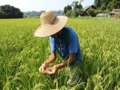 Nhật Bản mở rộng việc cấm bán gạo nhiễm phóng xạ ảnh 1