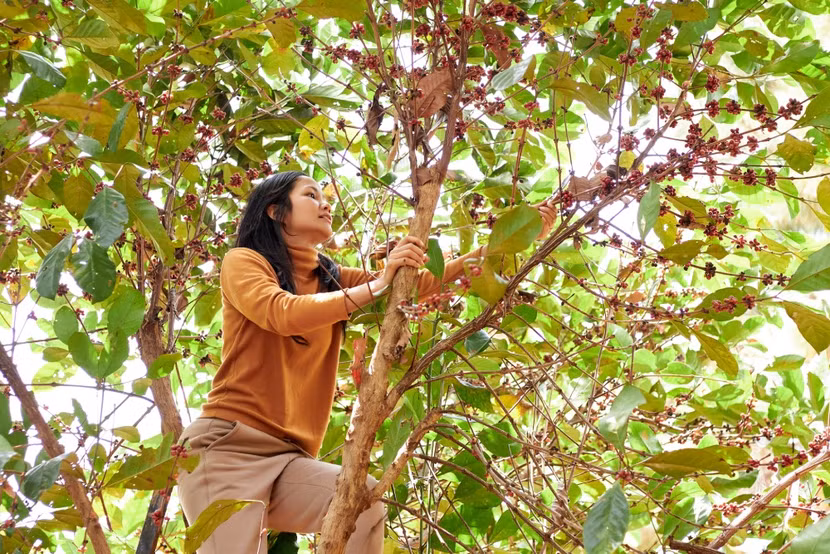 H'Hen Niê đã leo lên cây cà phê, hái từng trái cà phê và cắt thêm 6 cành cà phê để làm phụ kiện cầm theo. Sau gần 02 giờ miệt mài đính kết tỉ mỉ, vương miện cà phê đã hoàn thành