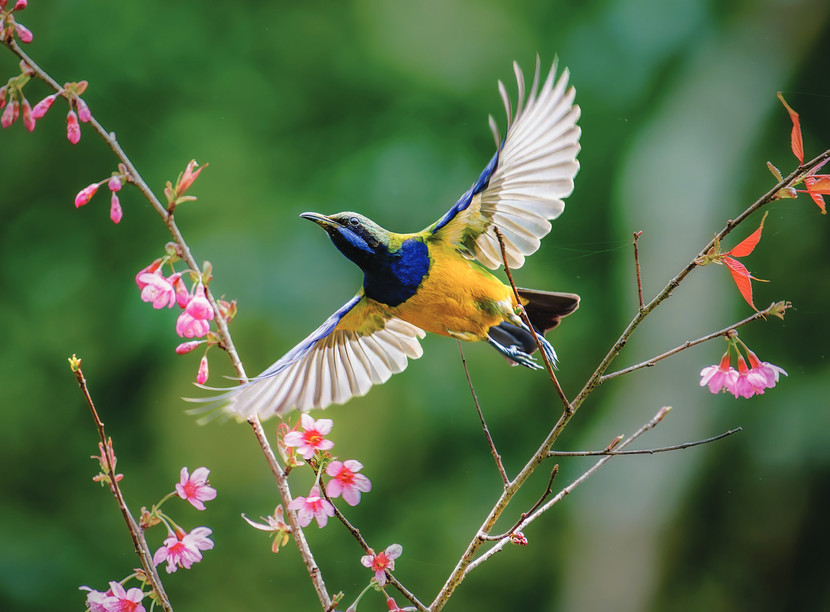 Chim xanh hông vàng - Tác giả ĐINH XUÂN TRƯỜNG