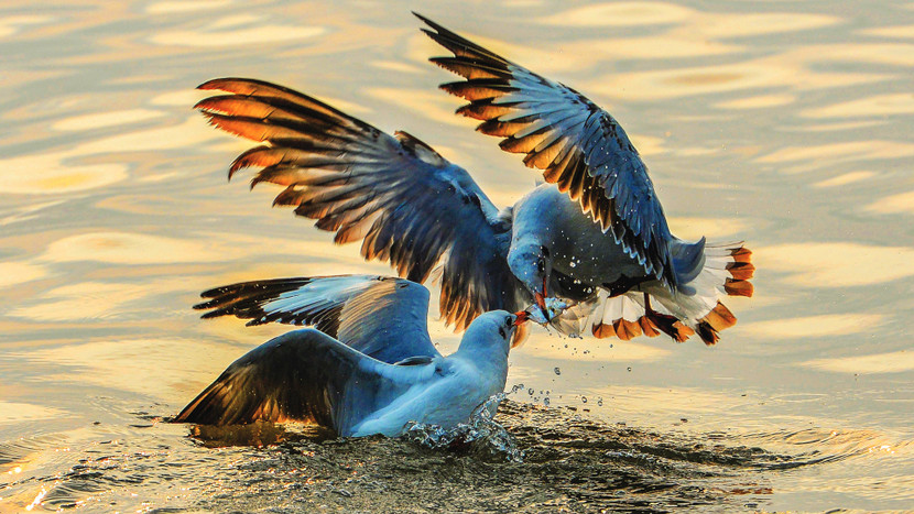 Bộ cánh màng (Hymenoptera) - Tác giả LÝ PHÚ TẠI