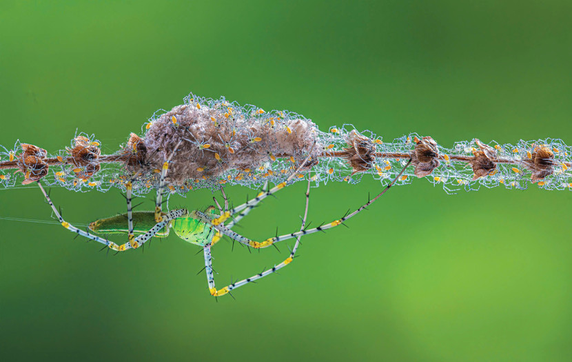 Tấm phông xanh nhện: Bộ nhện săn mồi (Araneae) - Tác giả HỒ TẤN THỊNH