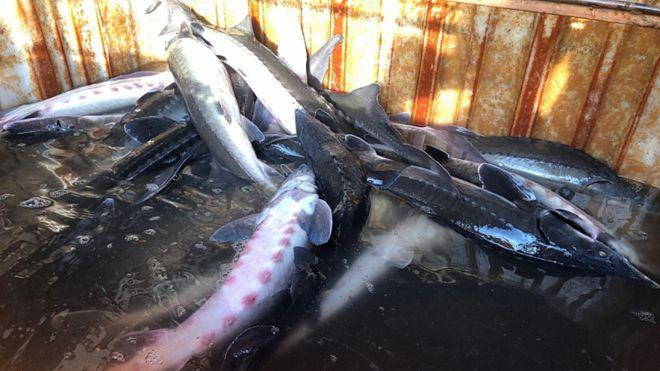 Nhiều lô cá tầm nhập khẩu không thuộc danh mục cho phép (Ảnh minh họa) Nhiều lô cá tầm nhập khẩu không thuộc danh mục cho phép (Ảnh minh họa)