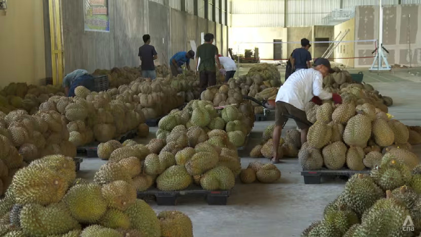 Indonesia có thể bắt đầu xuất khẩu sầu riêng đông lạnh sang Trung Quốc vào cuối năm 2025 Indonesia có thể bắt đầu xuất khẩu sầu riêng đông lạnh sang Trung Quốc vào cuối năm 2025