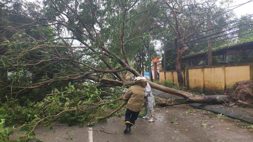 Lực lượng Công an huyện Sóc Sơn xử lý sự cố cây đổ chắn đường giao thông