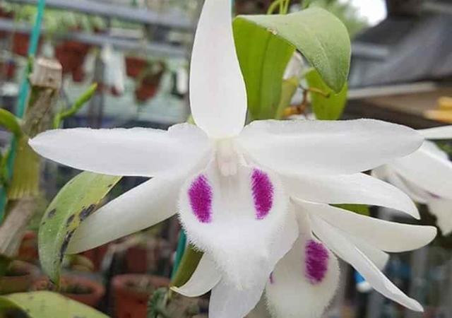 Thời gian qua, nhiều thương vụ lan đột biến trị giá cao đã gây xôn xao dư luận