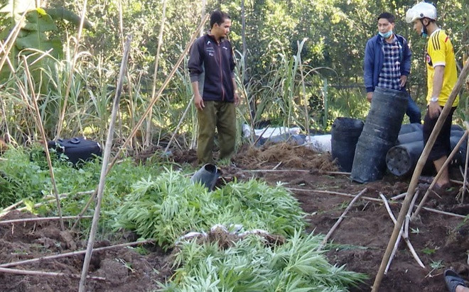 Khu vực trồng cần sa được chủ vườn rào chắn cẩn thận và nằm khuất trong vườn cam nên rất khó phát hiện