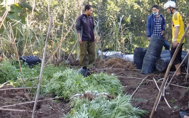 Khu vực trồng cần sa được chủ vườn rào chắn cẩn thận và nằm khuất trong vườn cam nên rất khó phát hiện