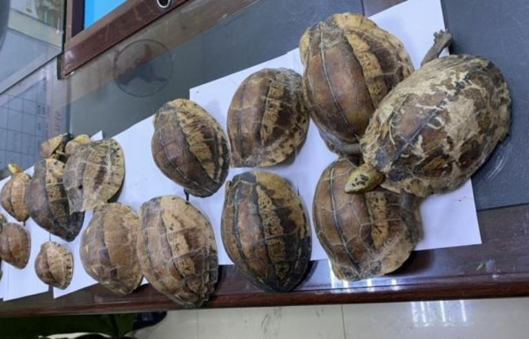 Số rùa quý hiếm được vận chuyển lậu trên tàu hỏa