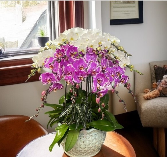 Cây cảnh trang trí lớp học khai giảng - Mẫu chậu lan hồ điệp trắng mix bản đồ