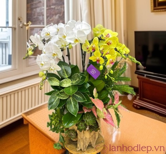 Mẫu lan hồ điệp gỗ lũa