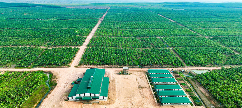 HAGL Agrico gặp nhiều khó khăn trên con đường theo đuổi nông nghiệp sạch HAGL Agrico gặp nhiều khó khăn trên con đường theo đuổi nông nghiệp sạch