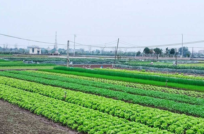 Chính phủ ban hành quy định mới về miễn, giảm tiền thuê đất