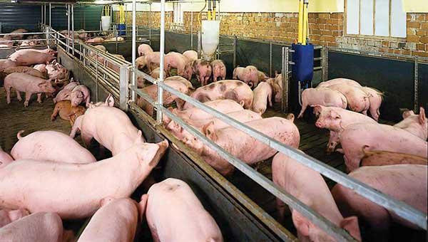 Sử dụng chất cấm trong chăn nuôi sẽ bị phạt nặng (ảnh minh họa)