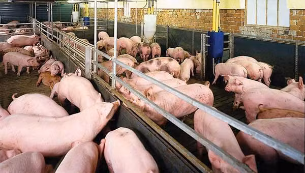 Sử dụng chất cấm trong chăn nuôi sẽ bị phạt nặng (ảnh minh họa)