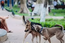 Chính thức từ 1/8: Phạt tới 2 triệu đồng nếu để chó ra đường không rọ mõm hoặc không có người dắt