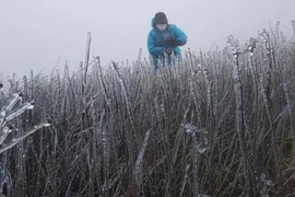 Yêu cầu các tỉnh, thành phố miền Bắc chủ động ứng phó với rét đậm, rét hại