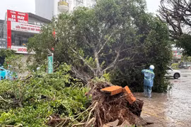 Bão Maysak gây nhiều thiệt hại tại Quảng Ninh