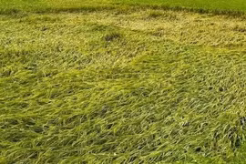 Hàng nghìn ngôi nhà bị hư hỏng do mưa đá, dông lốc