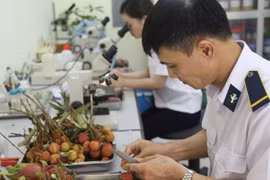Trường hợp nào phải kiểm tra nhà nước đối với thực phẩm nhập khẩu