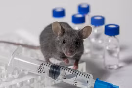 Cảnh báo loại virus lây truyền từ chuột khiến 3 người tử vong trên tàu du lịch quốc tế
