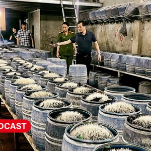 Điểm tin Podcast ngày 28/05/2025: Lật tẩy công nghệ dùng hóa chất để sản xuất 350 tấn giá đỗ 