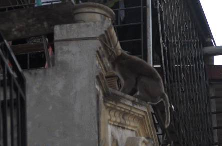 Truy bắt con khỉ hoang "đại náo" ở trung tâm Thủ đô ảnh 2 Con khỉ liên tục vào nhà dân quậy phá và tỏ ra rất tinh khôn, nhanh nhẹn, khiến người dân không thể vây bắt.