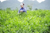 "Giải phóng" gần 500 container chè của Việt Nam bị kẹt tại cảng Karachi, Pakistan