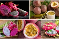 Chanh leo và thanh long Việt Nam đối diện nguy cơ bị EU siết chặt kiểm soát