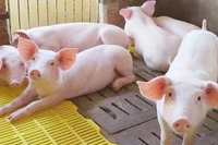 Giá lợn hơi giảm mạnh sau Tết